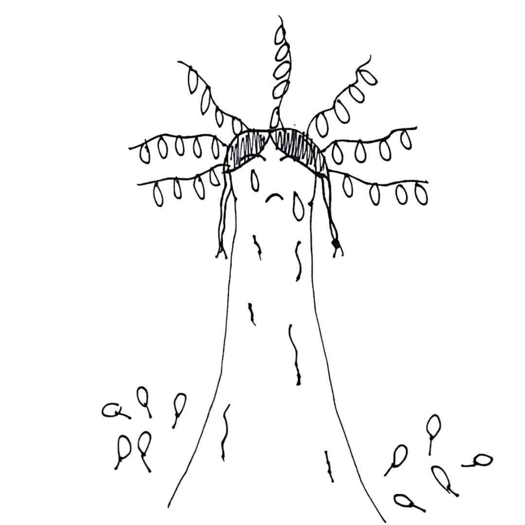 Weeping Lily Pily