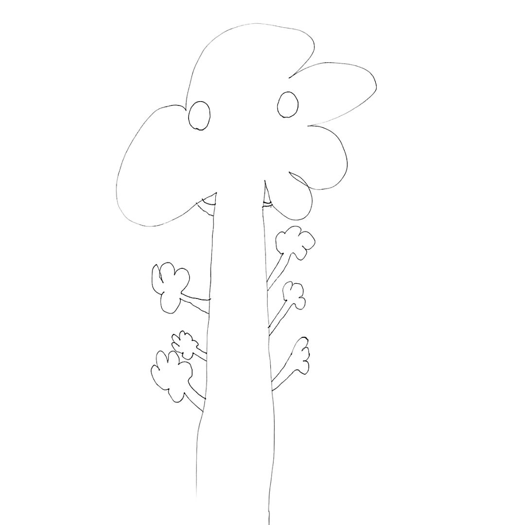 Kauri Pine