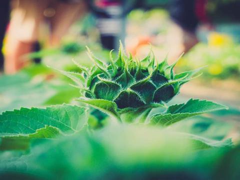 Join a community garden